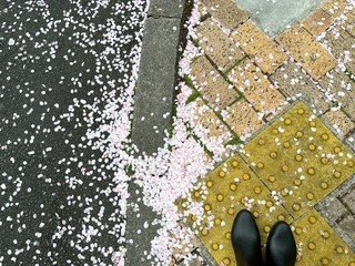 桜の花びら.jpg